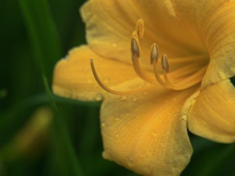 Желтая лилия. Фото Free for commercial use, No attribution required. Бесплатное стоковое фото для свободного скачивания