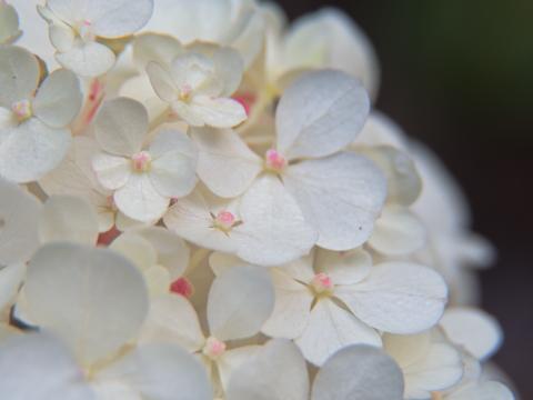 Сад белых цветов. Фото Free for commercial use, No attribution required. Бесплатное стоковое фото для свободного скачивания