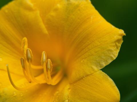 Цветение желтого цветка. Фото Free for commercial use, No attribution required. Бесплатное стоковое фото для свободного скачивания