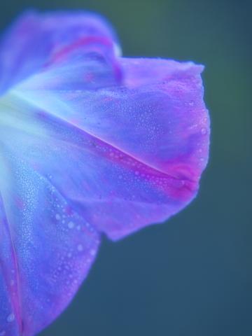Синий цветок крупным планом. Фото Free for commercial use, No attribution required. Бесплатное стоковое фото для свободного скачивания