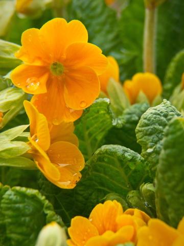 Оранжевые цветы в саду. Фото Free for commercial use, No attribution required. Бесплатное стоковое фото для свободного скачивания