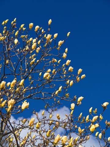 Желтое цветущее дерево. Фото Free for commercial use, No attribution required. Бесплатное стоковое фото для свободного скачивания