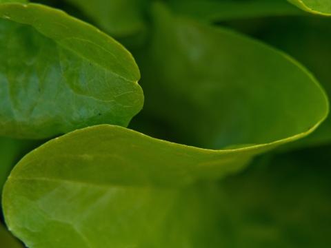 Зеленые листья. Фото Свободно для коммерческого использования, Атрибуция не требуется. Бесплатное стоковое фото для свободного скачивания