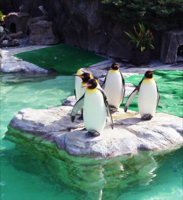 Пингвины. Фото Free for commercial use, No attribution required. Бесплатное стоковое фото для свободного скачивания