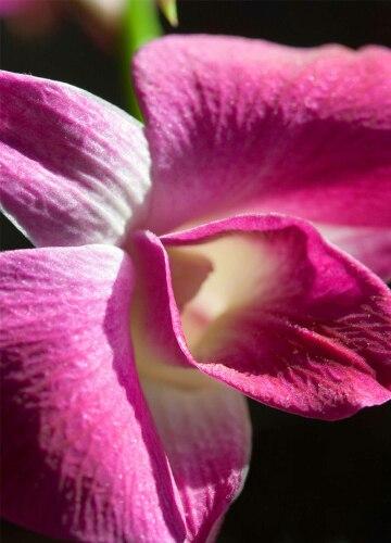 Орхидея (10). Фото Свободно для коммерческого использования, Атрибуция не требуется. Бесплатное стоковое фото для свободного скачивания