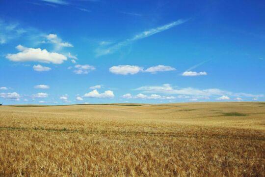 Пшеничное поле. Лето. Фото Free for commercial use, No attribution required. Бесплатное стоковое фото для свободного скачивания