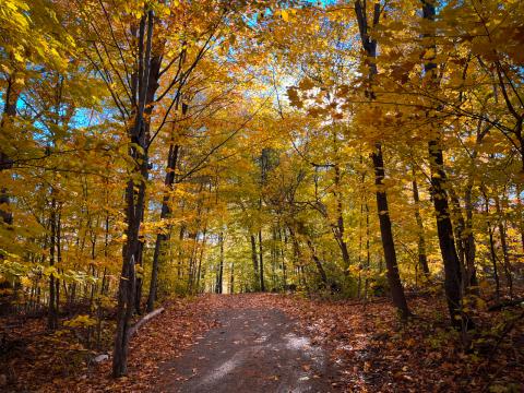 Осенний лес. Фото Свободно для коммерческого использования, Атрибуция не требуется. Бесплатное стоковое фото для свободного скачивания