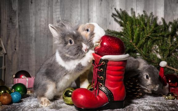 Новогодние кролики. Фото Free for commercial use, No attribution required. Бесплатное стоковое фото для свободного скачивания
