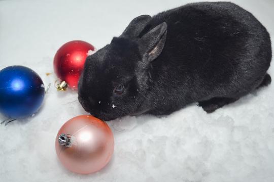 Новогодний черный кролик. Фото Free for commercial use, No attribution required. Бесплатное стоковое фото для свободного скачивания