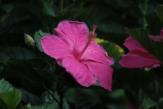 Цветок розовый (4). Фото Свободно для коммерческого использования, Атрибуция не требуется. Бесплатное стоковое фото для свободного скачивания