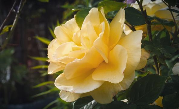 Желтая роза. Фото Free for commercial use, No attribution required. Бесплатное стоковое фото для свободного скачивания