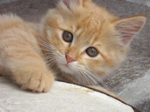 Рыжий котенок (2). Фото Свободно для коммерческого использования, Атрибуция не требуется. Бесплатное стоковое фото для свободного скачивания