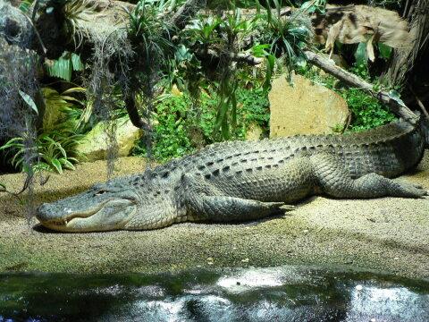 Крокодил (2). Фото Свободно для коммерческого использования, Атрибуция не требуется. Бесплатное стоковое фото для свободного скачивания