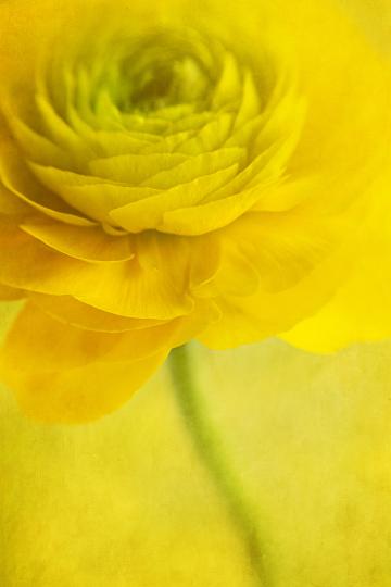 Желтый цветок. Фото Free for commercial use, No attribution required. Бесплатное стоковое фото для свободного скачивания