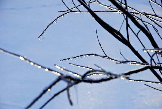Зимние ветви. Фото Свободно для коммерческого использования, Атрибуция не требуется. Бесплатное стоковое фото для свободного скачивания