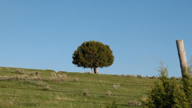 Одинокое дерево (4). Фото Свободно для коммерческого использования, Атрибуция не требуется. Бесплатное стоковое фото для свободного скачивания