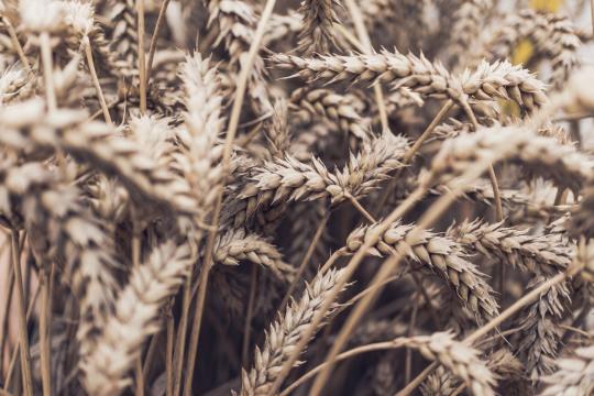 Трава пшеничная. Фото Свободно для коммерческого использования, Атрибуция не требуется. Бесплатное стоковое фото для свободного скачивания