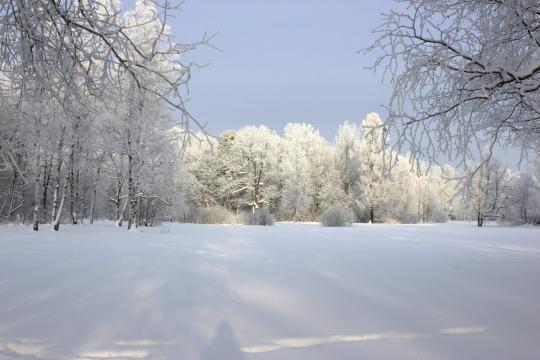 Зимний лес в солнечный день. Фото Свободно для коммерческого использования, Атрибуция не требуется. Бесплатное стоковое фото для свободного скачивания