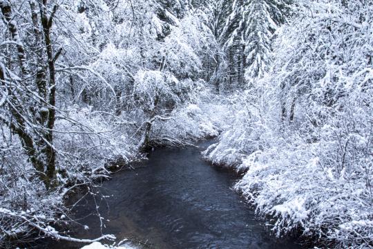 Деревья Зимой Снег. Фото Свободно для коммерческого использования, Атрибуция не требуется. Бесплатное стоковое фото для свободного скачивания