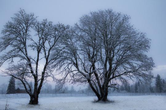 Деревья Зима. Фото Free for commercial use, No attribution required. Бесплатное стоковое фото для свободного скачивания