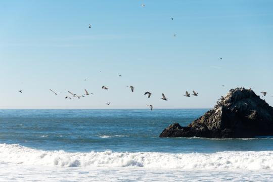 Сан-Франциско океан (2). Фото Свободно для коммерческого использования, Атрибуция не требуется. Бесплатное стоковое фото для свободного скачивания