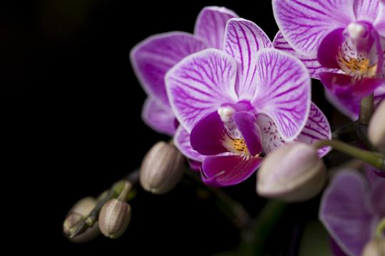 Орхидея (2). Фото Свободно для коммерческого использования, Атрибуция не требуется. Бесплатное стоковое фото для свободного скачивания