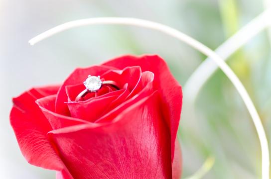 Красная роза с серебряным кольцом. Фото Free for commercial use, No attribution required. Бесплатное стоковое фото для свободного скачивания