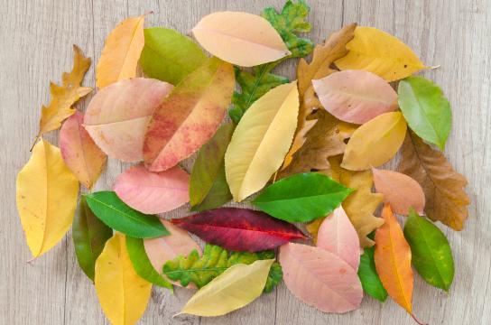 Осенние листья на деревянном столе. Фото Free for commercial use, No attribution required. Бесплатное стоковое фото для свободного скачивания