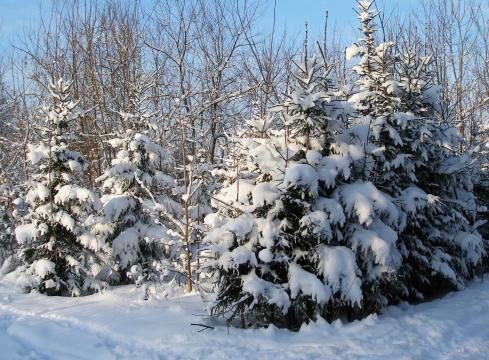 Деревья под снегом. Фото Free for commercial use, No attribution required. Бесплатное стоковое фото для свободного скачивания