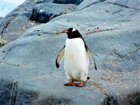 пингвин. Фото Free for commercial use, No attribution required. Бесплатное стоковое фото для свободного скачивания