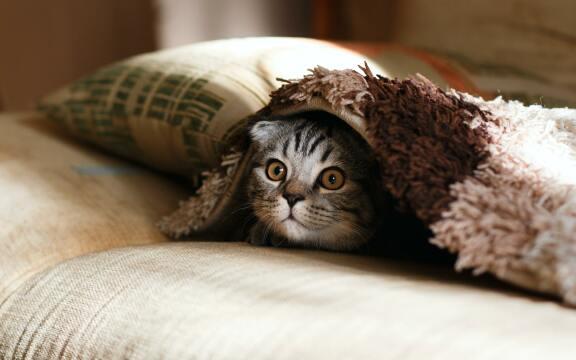Котенок под одеялом. Фото Свободно для коммерческого использования, Атрибуция не требуется. Бесплатное стоковое фото для свободного скачивания