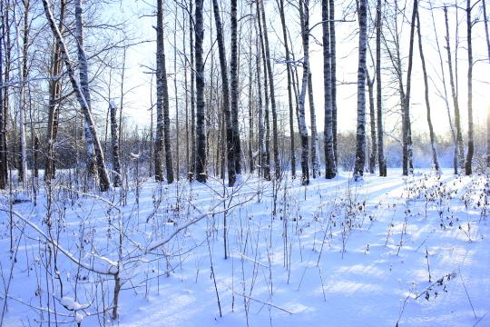 Зимние деревья на солнце. Фото Free for commercial use, No attribution required. Бесплатное стоковое фото для свободного скачивания