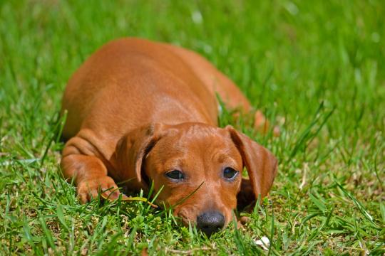 Собака на траве. Фото Свободно для коммерческого использования, Атрибуция не требуется. Бесплатное стоковое фото для свободного скачивания