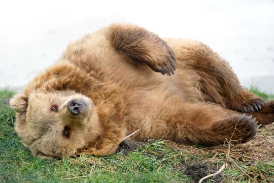 Бурый медведь, лежащий в траве. Фото Free for commercial use, No attribution required. Бесплатное стоковое фото для свободного скачивания