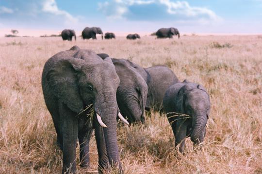 Семейство слонов. Фото Свободно для коммерческого использования, Атрибуция не требуется. Бесплатное стоковое фото для свободного скачивания