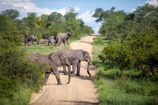Слоны Африка Природа. Фото Free for commercial use, No attribution required. Бесплатное стоковое фото для свободного скачивания