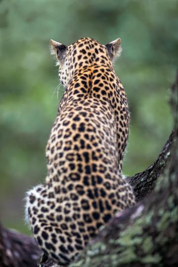 Леопард. Фото Free for commercial use, No attribution required. Бесплатное стоковое фото для свободного скачивания