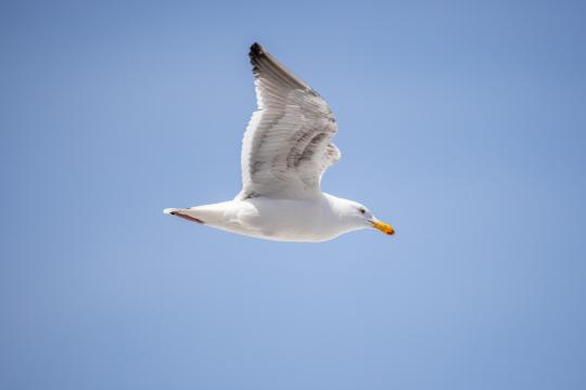 Летящая птица в небе. Фото Free for commercial use, No attribution required. Бесплатное стоковое фото для свободного скачивания