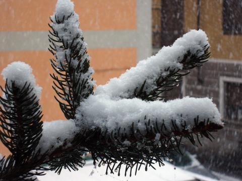 Снег на сосновых иголках. Фото Free for commercial use, No attribution required. Бесплатное стоковое фото для свободного скачивания