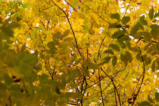 Осенние листья (24). Фото Свободно для коммерческого использования, Атрибуция не требуется. Бесплатное стоковое фото для свободного скачивания
