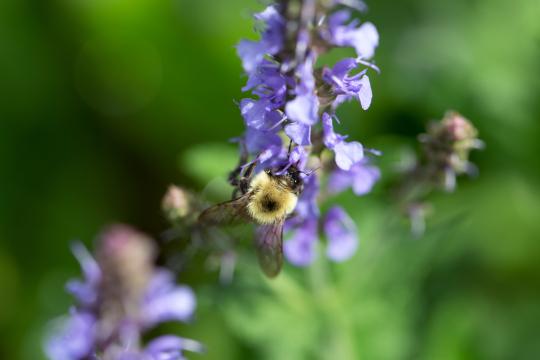 Пчела на цветке (13). Фото Свободно для коммерческого использования, Атрибуция не требуется. Бесплатное стоковое фото для свободного скачивания