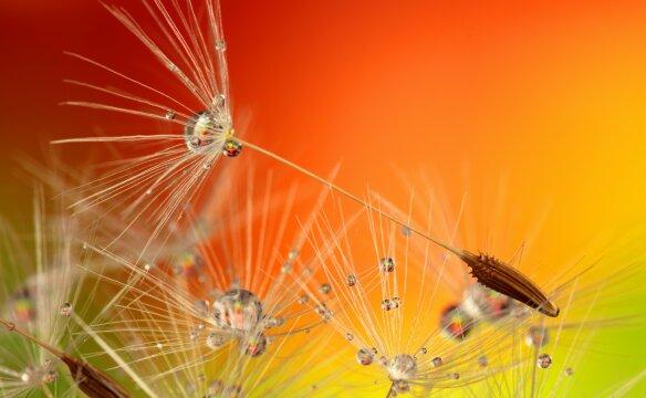 Семена одуванчика. Фото Свободно для коммерческого использования, Атрибуция не требуется. Бесплатное стоковое фото для свободного скачивания