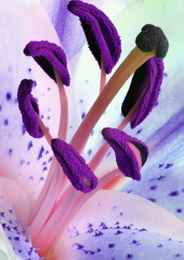 Тычинки лилии. Фото Свободно для коммерческого использования, Атрибуция не требуется. Бесплатное стоковое фото для свободного скачивания