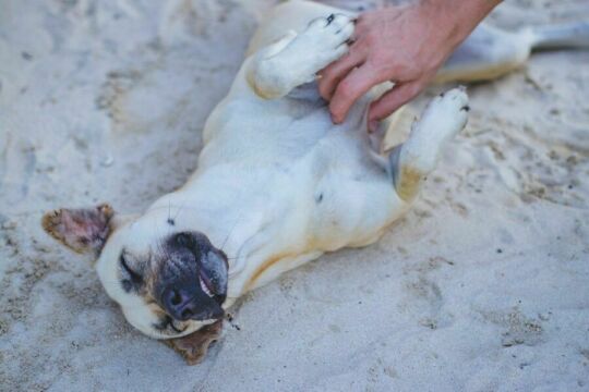 Счастливая собака на пляже. Фото Free for commercial use, No attribution required. Бесплатное стоковое фото для свободного скачивания