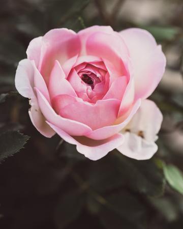 Роза расцветает. Фото Free for commercial use, No attribution required. Бесплатное стоковое фото для свободного скачивания