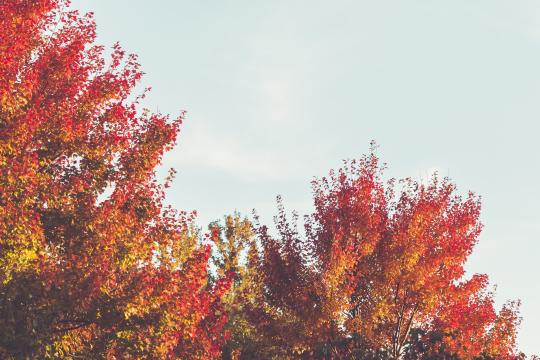 Осеннее дерево. Фото Free for commercial use, No attribution required. Бесплатное стоковое фото для свободного скачивания