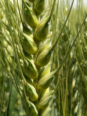 Пшеница. Фото Free for commercial use, No attribution required. Бесплатное стоковое фото для свободного скачивания