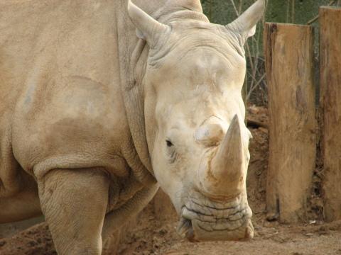 Белый носорог (3). Фото Свободно для коммерческого использования, Атрибуция не требуется. Бесплатное стоковое фото для свободного скачивания