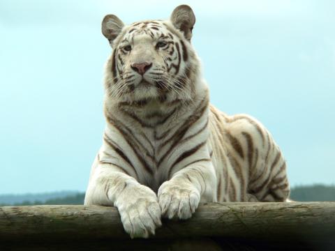 Белый тигр (2). Фото Свободно для коммерческого использования, Атрибуция не требуется. Бесплатное стоковое фото для свободного скачивания