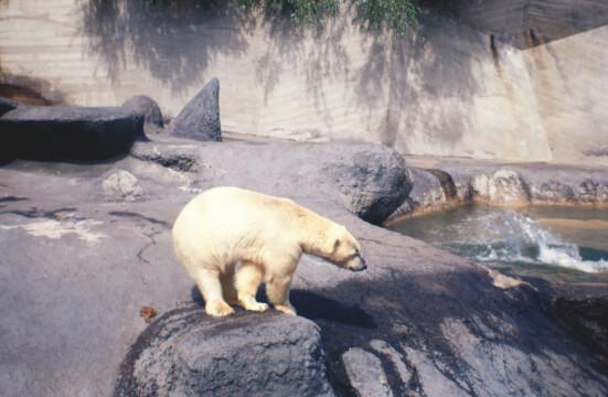 Белый медведь. Фото Свободно для коммерческого использования, Атрибуция не требуется. Бесплатное стоковое фото для свободного скачивания
